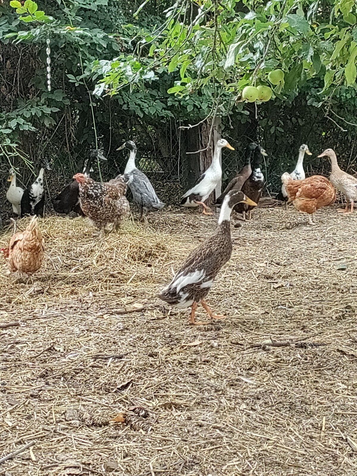 Loopeend, Dieren en Toebehoren, Pluimvee, Meerdere dieren, Eend