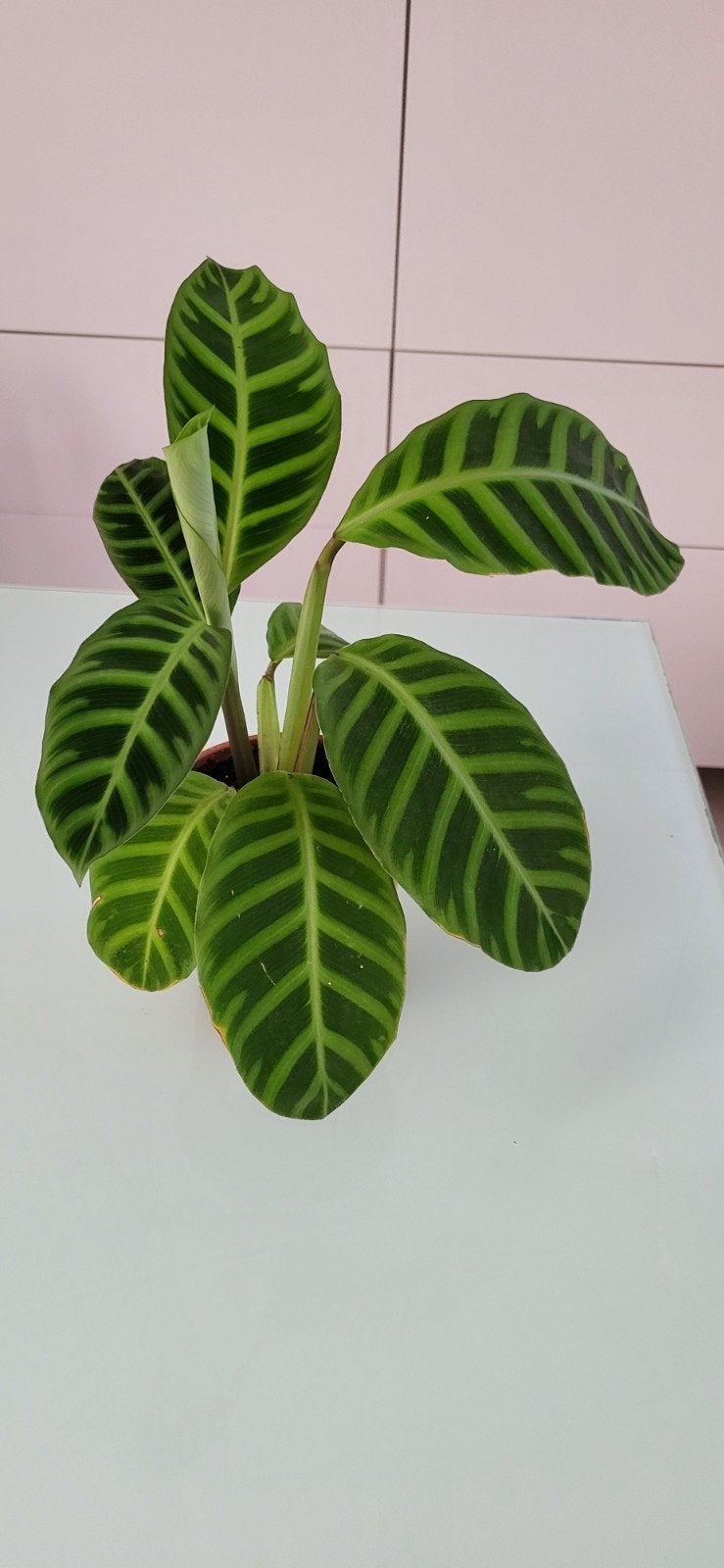 Calathea zebrina, Enlèvement