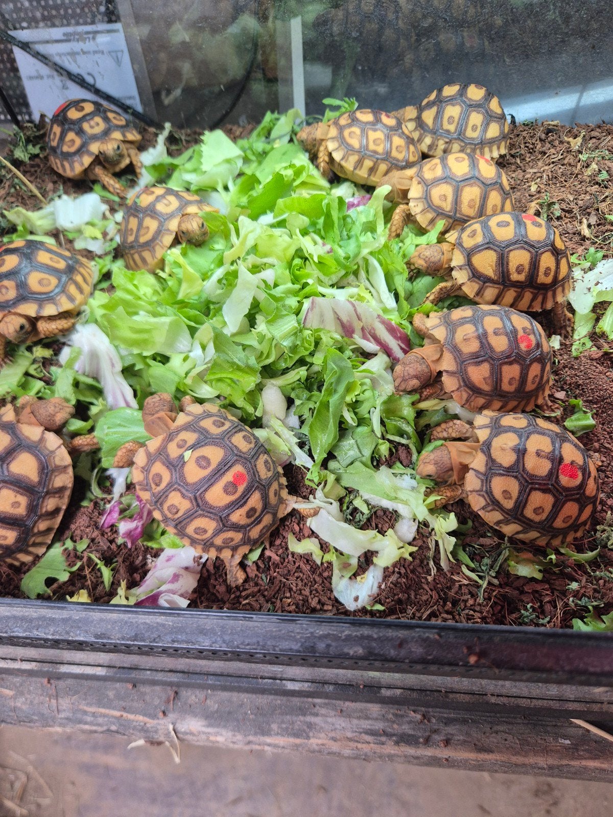 Tortue sulcata pardalise somalica, Dieren en Toebehoren