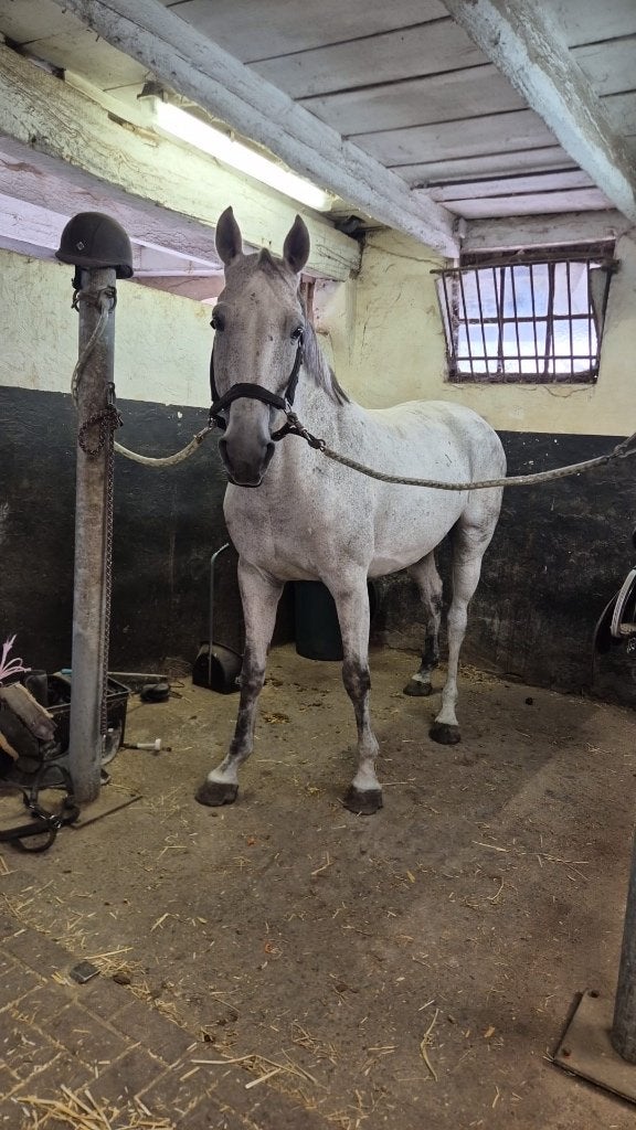 Fok/ draagmerrie, Merrie, Springpaard, Met stamboom, Onbeleerd