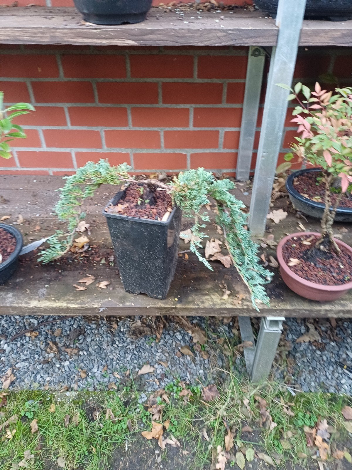 1 pre bonsai cascade, Jardin & Terrasse, Enlèvement