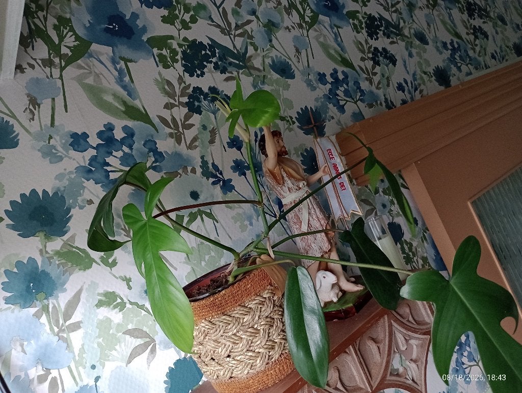 Philodendron Plante interieur ( sans cache pot ), Autres espèces, Moins de 100 cm, Enlèvement, Plante verte