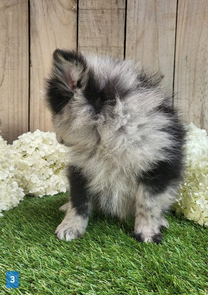 Chiot de Poméranie/Chiot pygmée/Chiot de petit loulou, Animaux & Accessoires, Loulou, Plusieurs, Hépatite contagieuse (maladie de Rubarth)