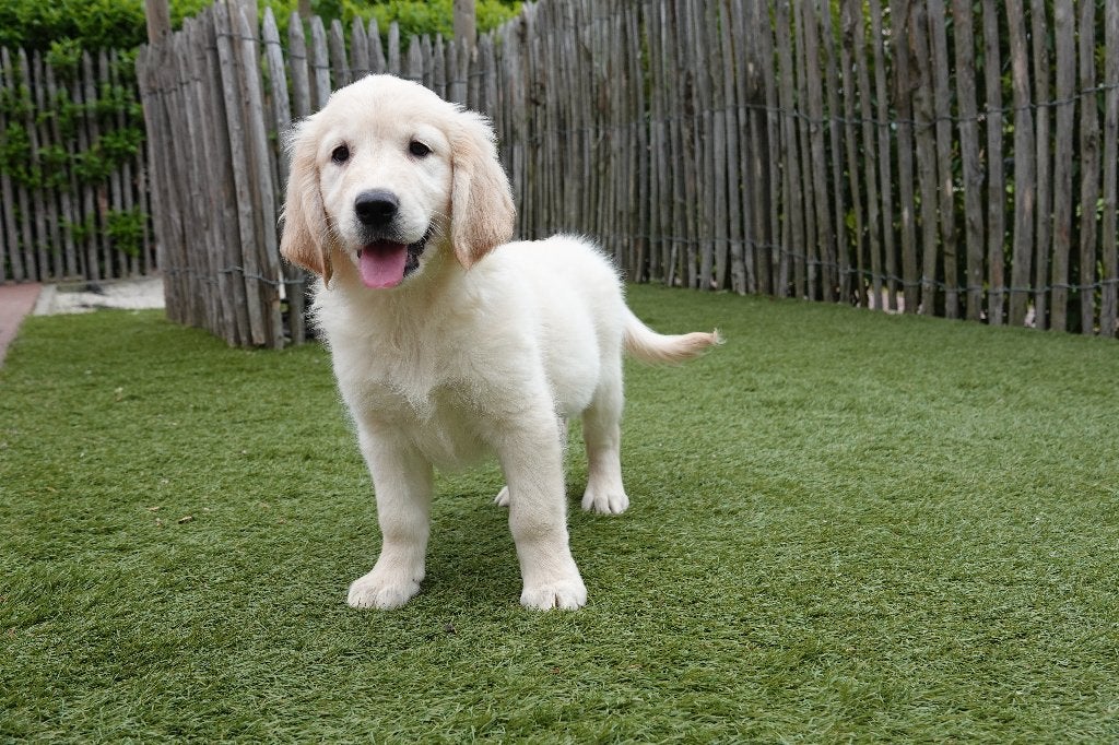 Beaux chiots Golden Retriever, avec pedigree, Golden retriever, Plusieurs, Hépatite contagieuse (maladie de Rubarth), Belgique