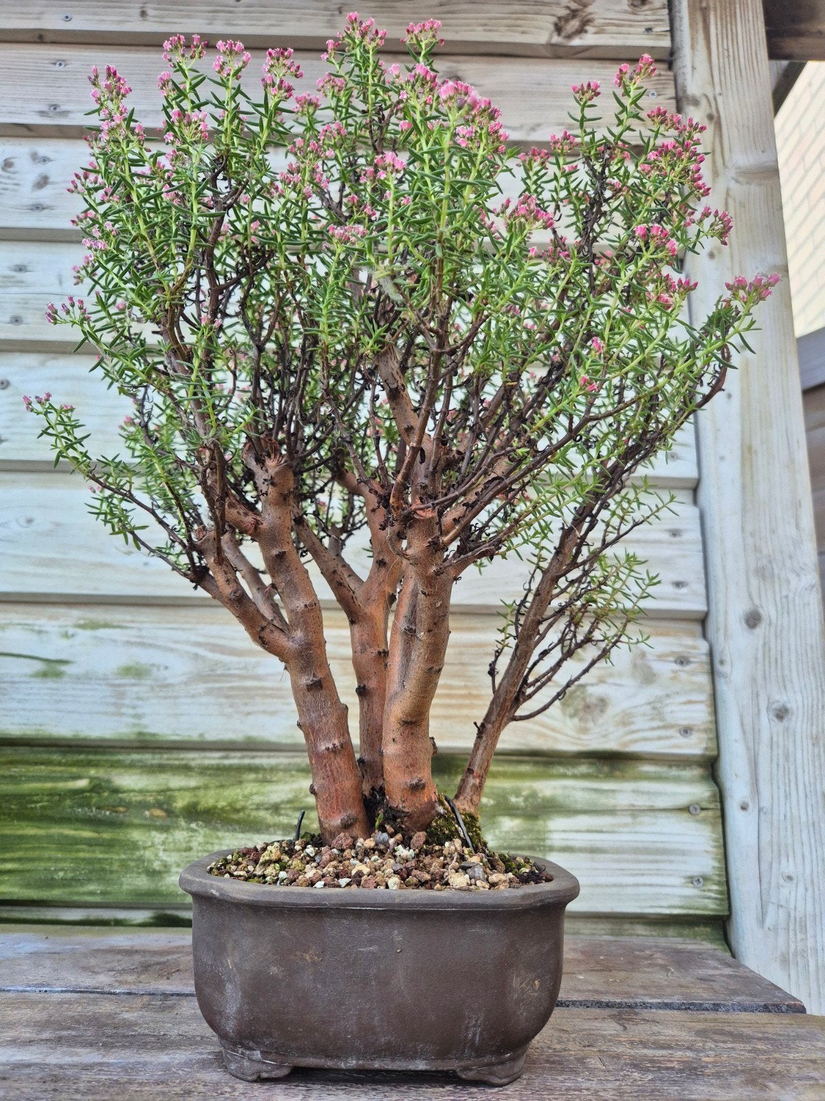 Bonsai, Ophalen