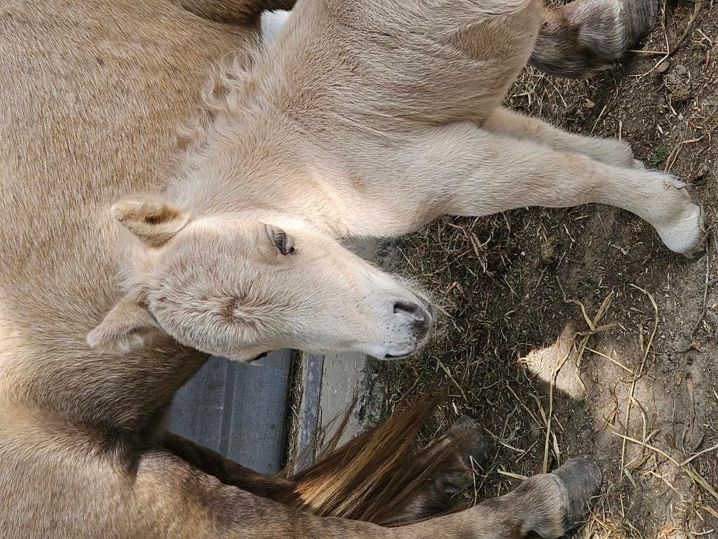 Shetland veulentje palomino zeer klein