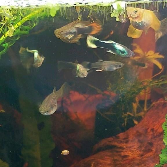 Platinum tuxedo guppy mannetjes, Dieren en Toebehoren