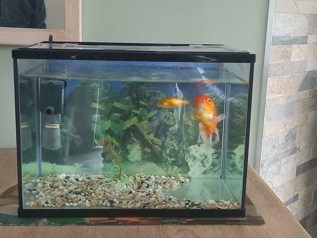 Aquarium, Animaux & Accessoires, Poissons | Aquariums & Accessoires, Enlèvement, Comme neuf, Aquarium vide
