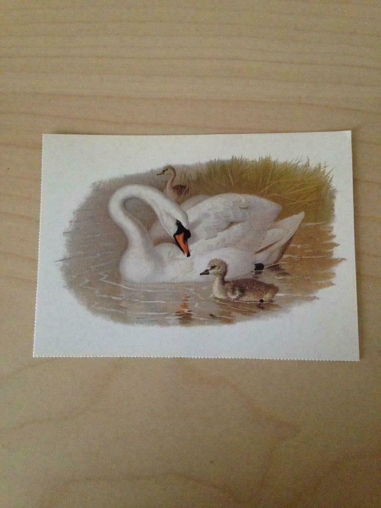 Collection Cartes Photos Oiseaux & Volatiles, Collections, Enlèvement ou Envoi
