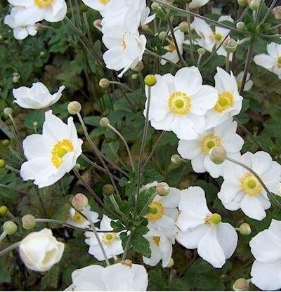Anémone Alcea, Alium, Jardin & Terrasse, Plantes | Jardin, Plante fixe, Enlèvement ou Envoi