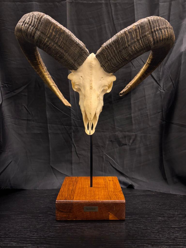 Echte Wilde Mouflon Ramsschedel, Verzamelen, Dierenverzamelingen, Ophalen of Verzenden, Nieuw, Wild dier, Schedel
