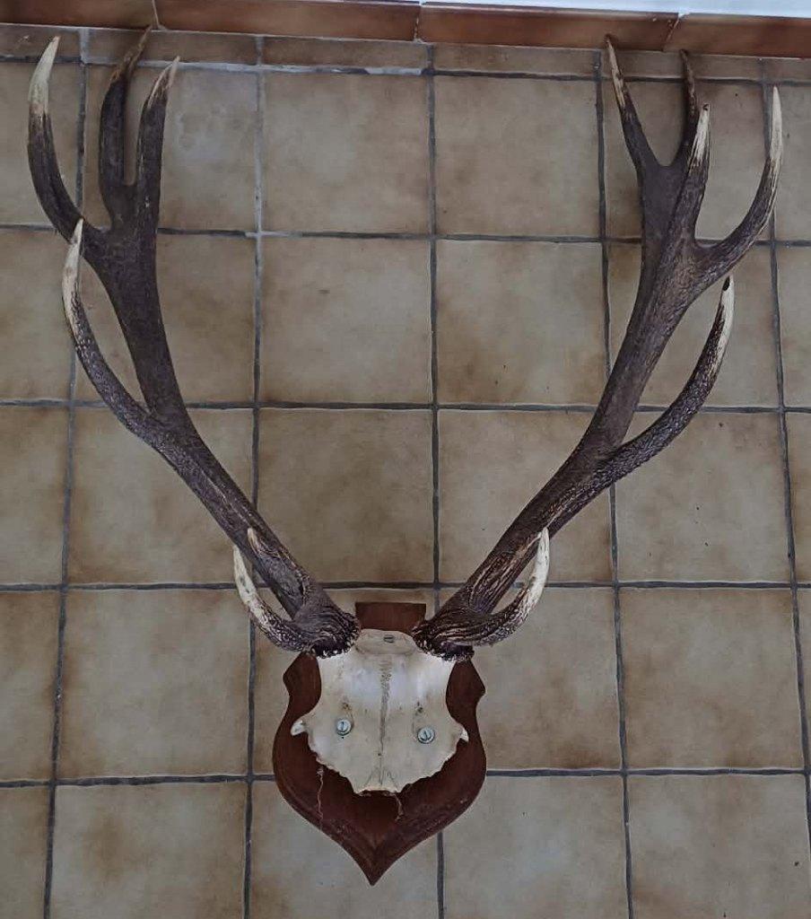 Bois de cerf sur plaque en bois, Enlèvement