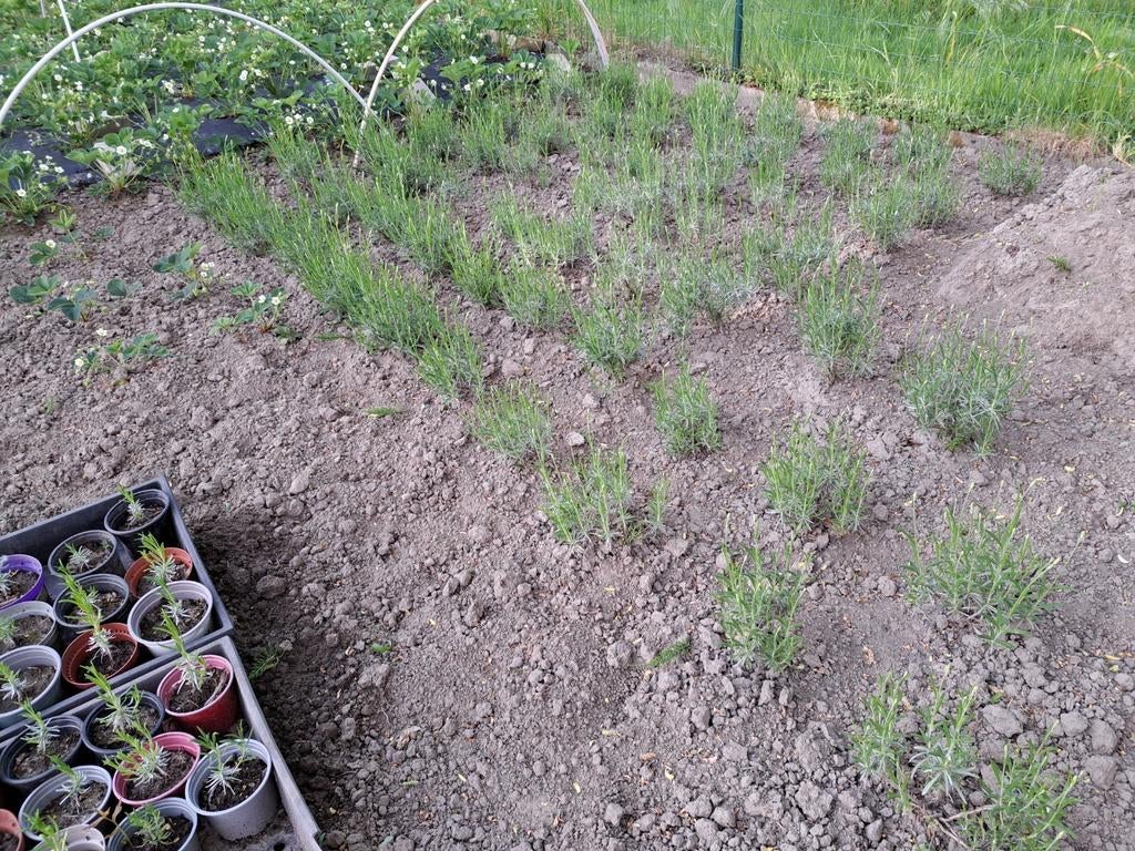 lavendelplanten, kleine, middel groot en grote planten, Jardin & Terrasse, Enlèvement