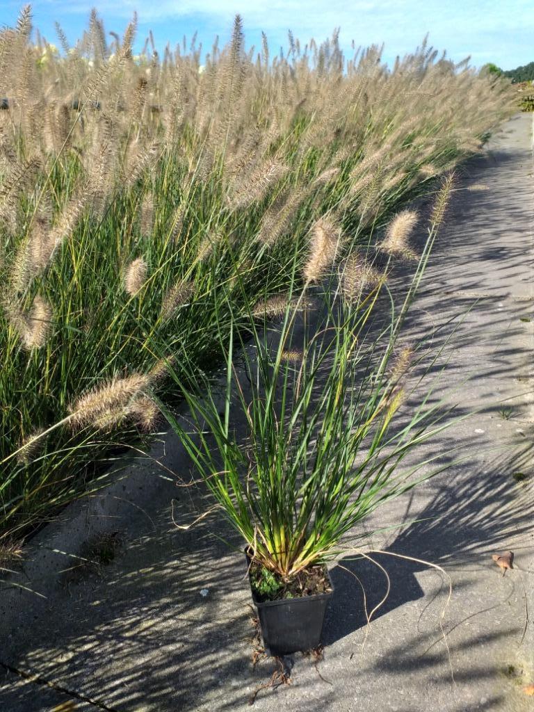 Siergras/Lampenpoetsersgras/Pennisetum 'Hameln', Tuin en Terras, Ophalen