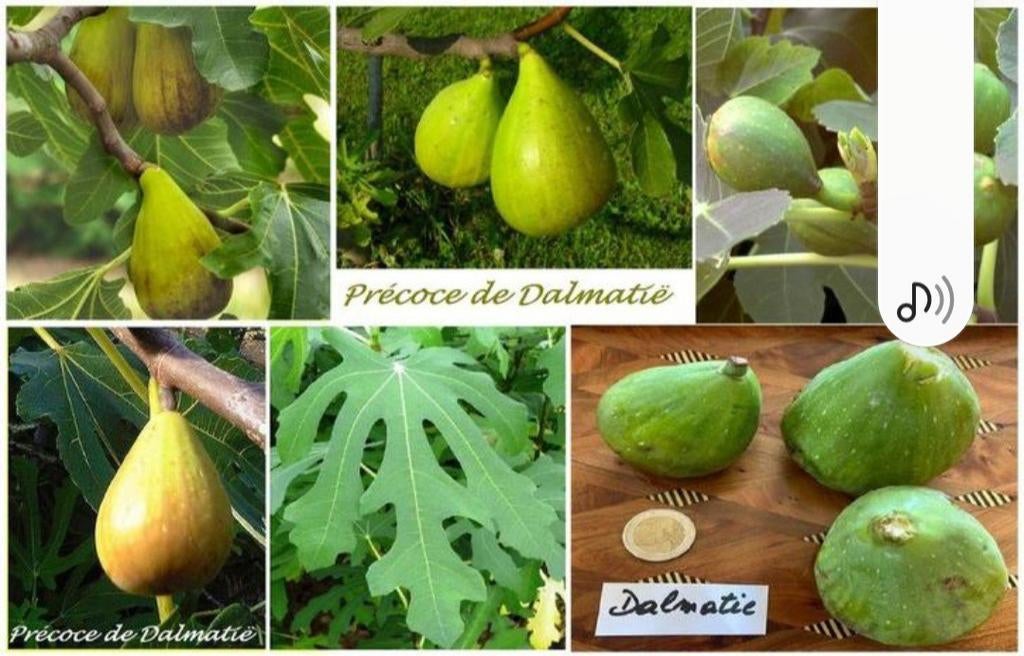 PLANTS DE FIGUES PRECOCE DE DALMATIA Une des meilleurs, Enlèvement ou Envoi, Ne fleurit pas, Plein soleil, Plantes fruitières