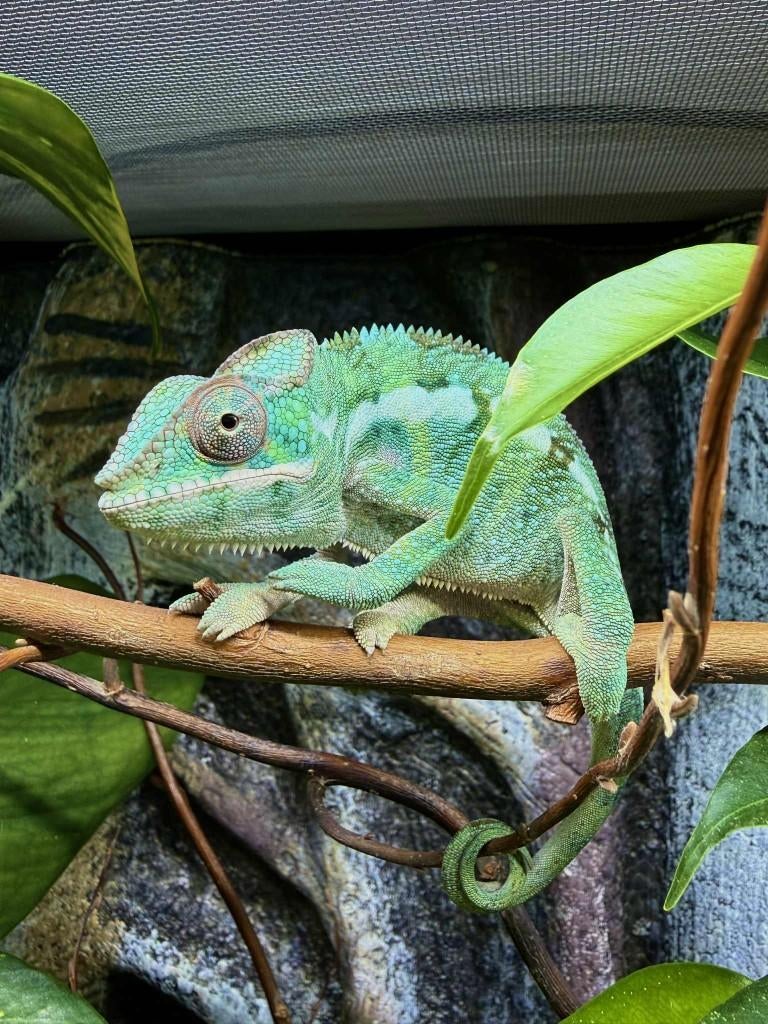 Kameleon, Dieren en Toebehoren, Hagedis, 0 tot 2 jaar