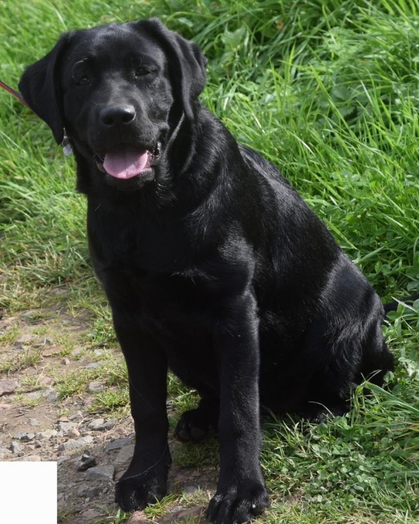 Dog-sitting et promenade, Services & Professionnels, Animaux | Chiens | Soins, Dog-sitting & Dressage, Service de promenade de chiens