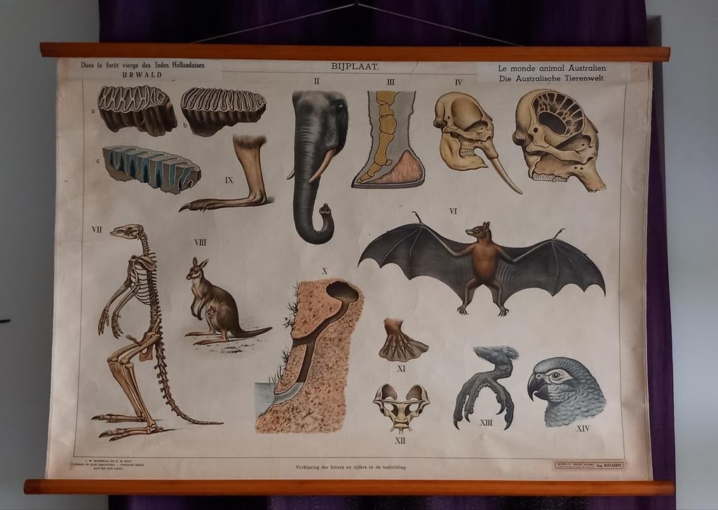 Ancienne affiche scolaire animaux, Enlèvement ou Envoi