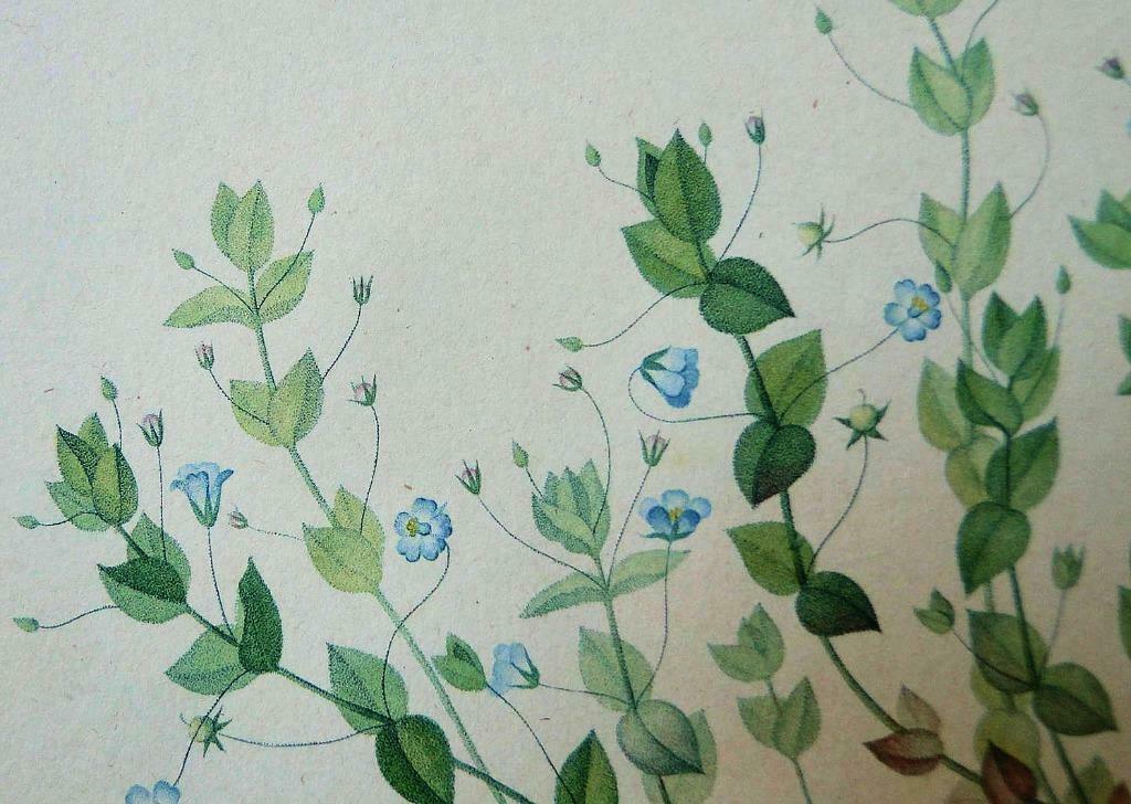 Hoffmanssegg J C, Völcker G W * Flore Portugaise : Pl. 64, Envoi