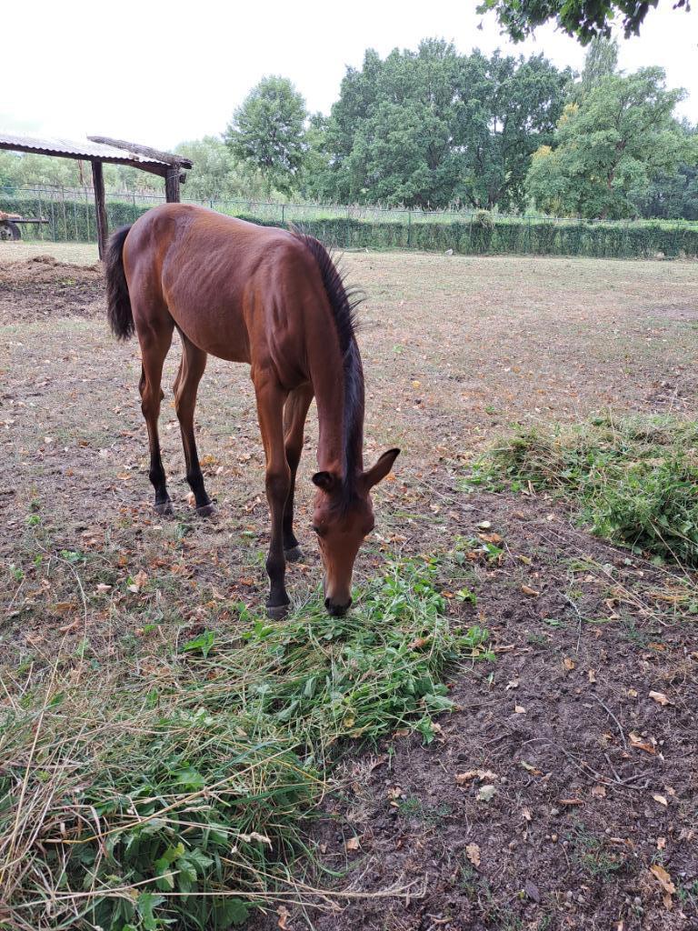 veulen, Étalon, Non dressé, Poney D (1.37 m à 1.48m), Vacciné