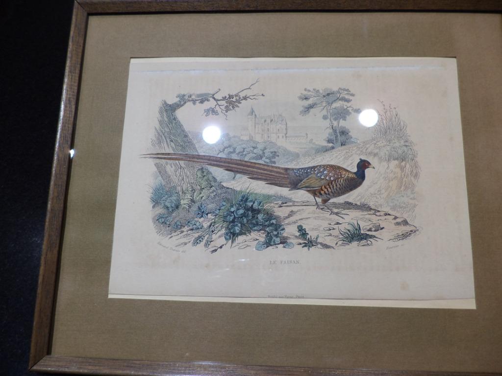 Gravure ancienne coloriée main faisan Travies & Fournier, Enlèvement ou Envoi