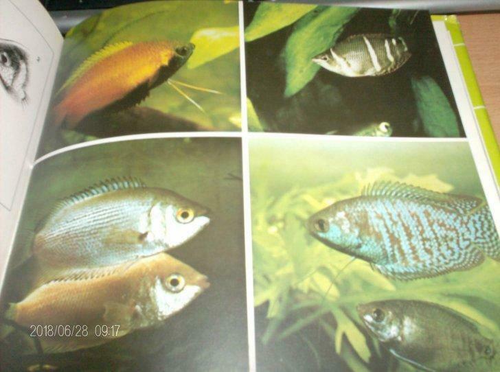 het moderne aquariumboek, Boeken, Natuur, Ophalen of Verzenden, Gelezen