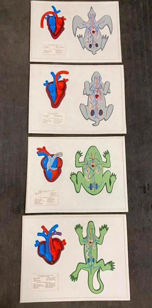 Didactische reliëfplaten "dierenharten", Antiek en Kunst, Ophalen of Verzenden