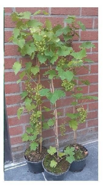 DRUIVENPLANTEN: Regent, Boskoop Glorie, Chasselas doré, ..., Volle zon, Vaste plant, Ophalen of Verzenden, Fruitplanten