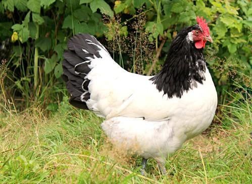 Lakenvelder kippen jonge hennen beschikbaar, Dieren en Toebehoren, Pluimvee, Vrouwelijk, Kip