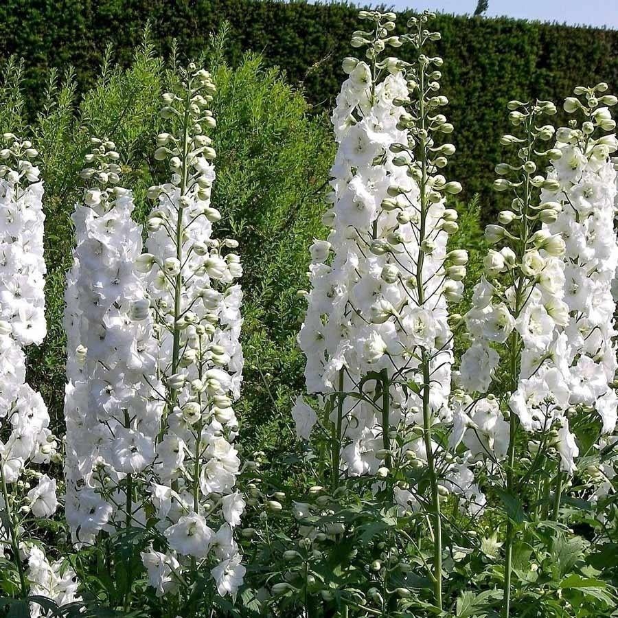 Delphinium, Dianthus, Dryopteris, Jardin & Terrasse, Plantes | Jardin, Enlèvement ou Envoi
