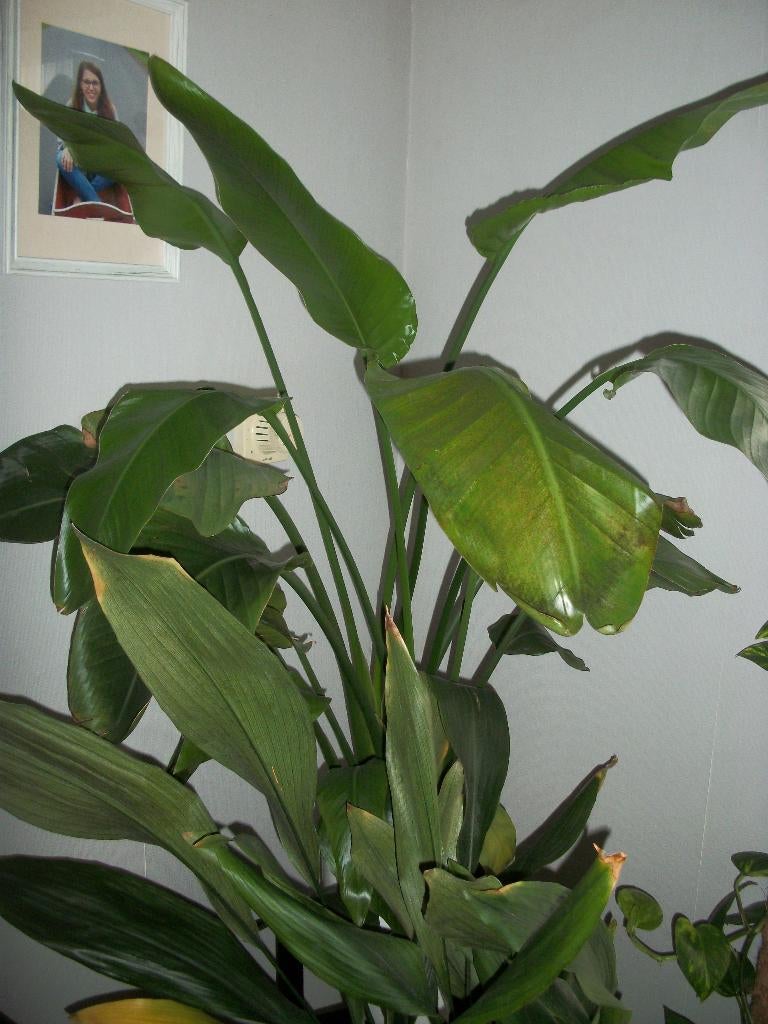 Strelitzia 'Nicola' of paradijsvogelbloem, Maison & Meubles, Plantes d'intérieur, Autres espèces, Plante à fleurs, Plein soleil