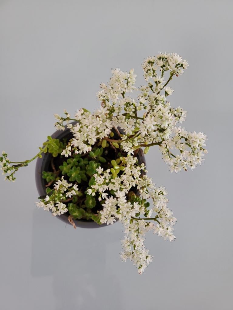 witte sedum, Tuin en Terras, Ophalen