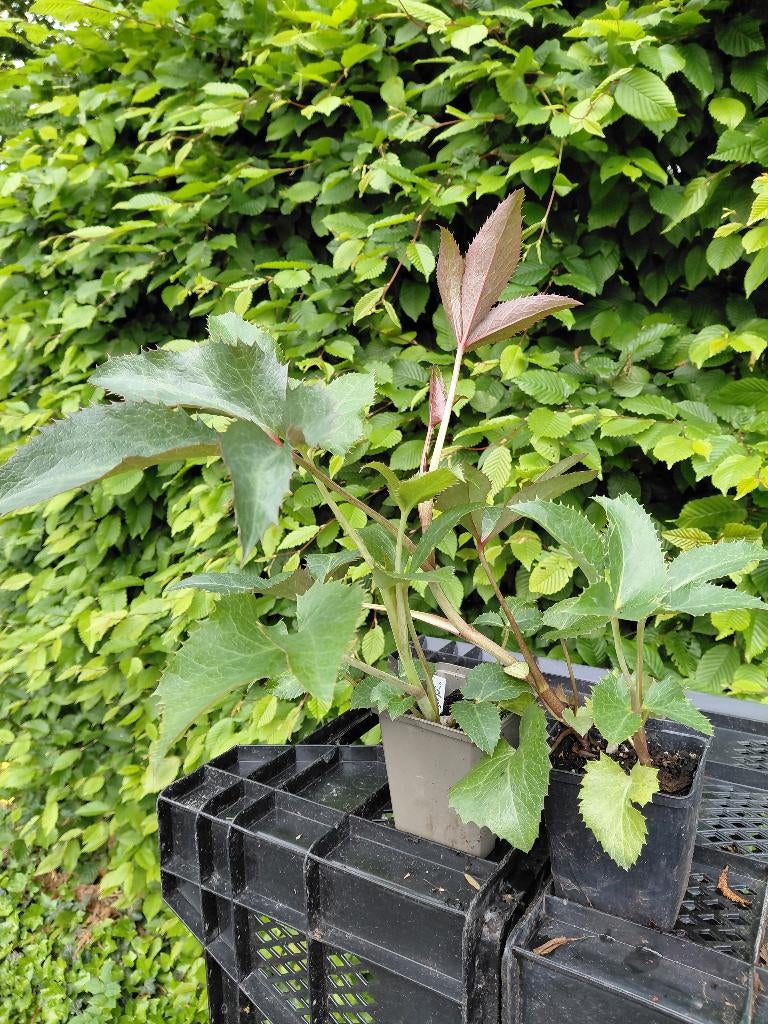 Helleborus argutifolius, Tuin en Terras, Volle zon, Vaste plant, Winter, Ophalen