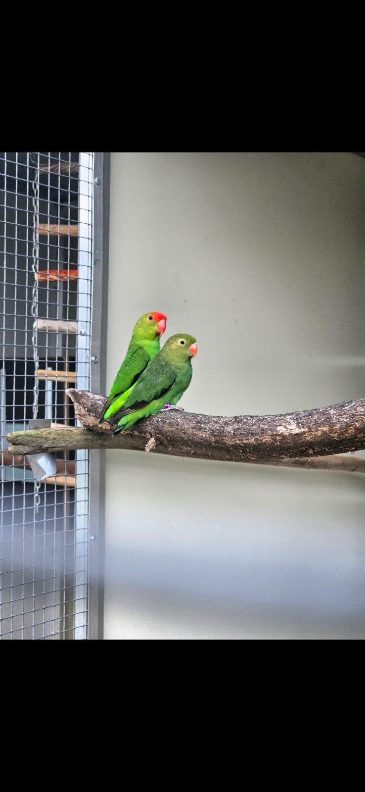 Agapornis taranta dwergpapegaai, Plusieurs animaux, Perroquet nain ou Inséparable, Bagué