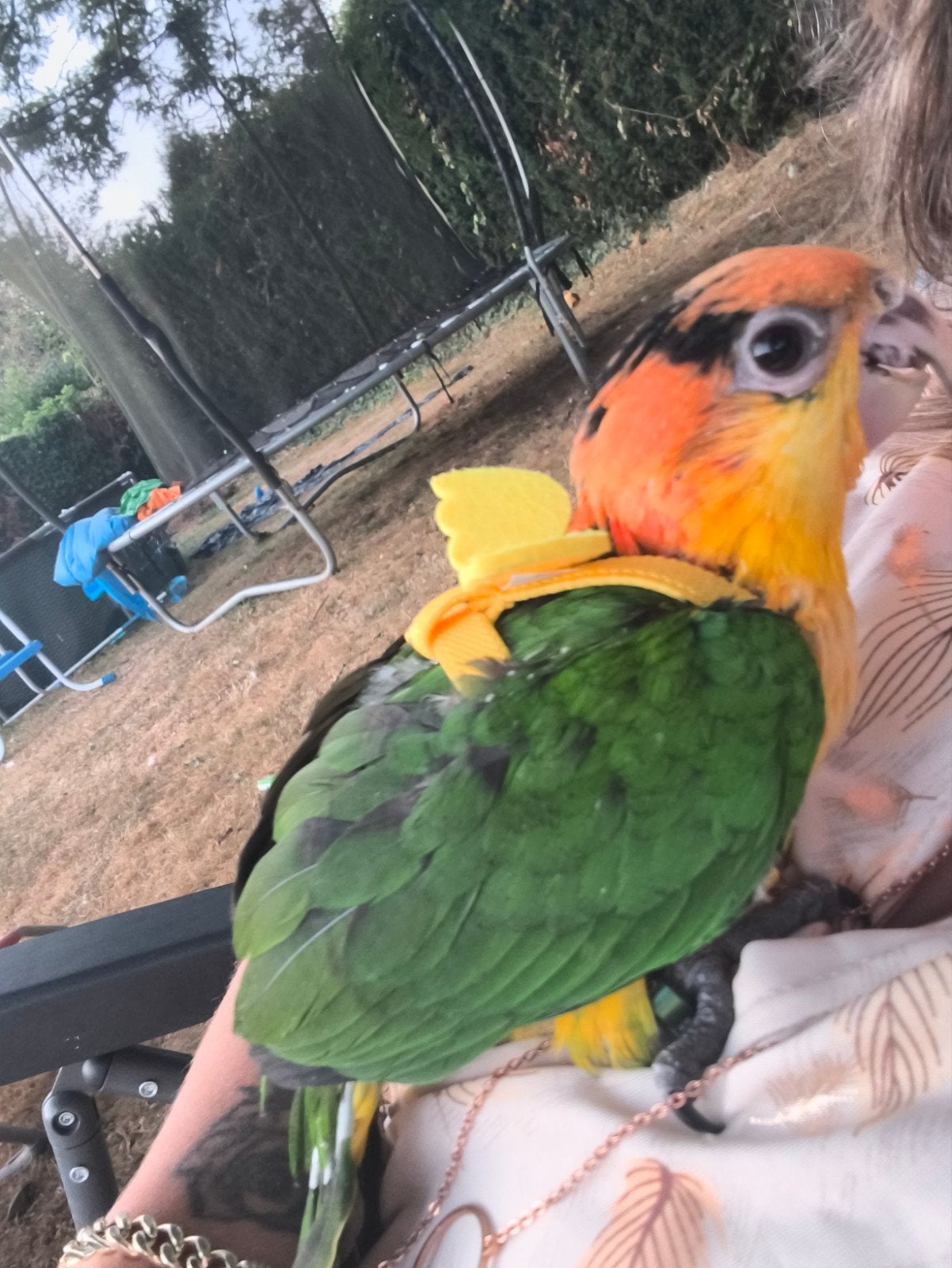jeune caïque, Dieren en Toebehoren, Vogels | Parkieten en Papegaaien