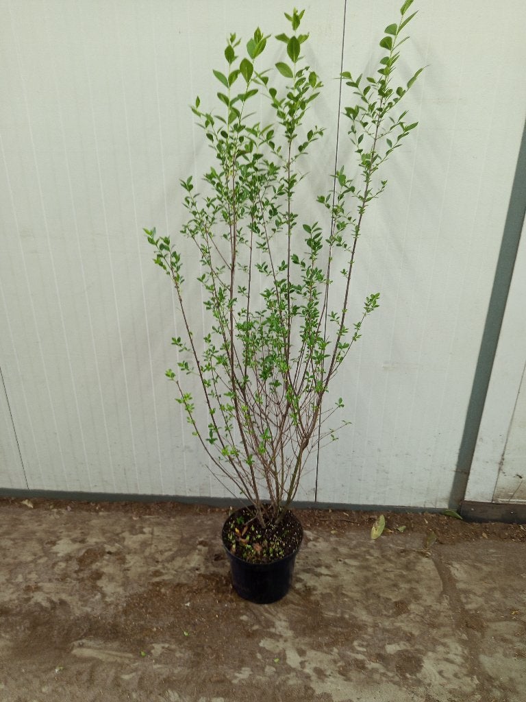 liguster in pot, Ophalen, Liguster