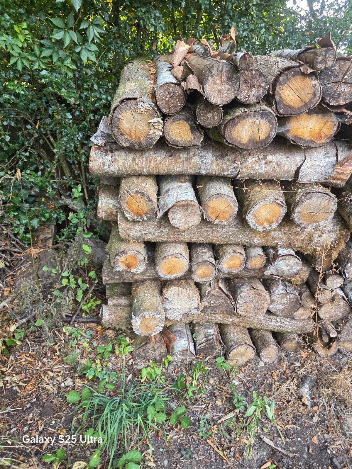 bois de chauffage, Enlèvement, Autres essences de bois