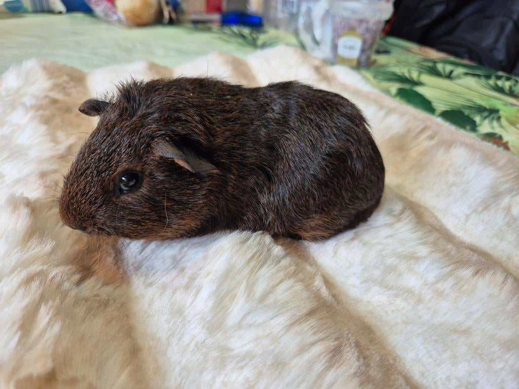 Skinnydrager zeugje goud agouti, Dieren en Toebehoren, Knaagdieren, Vrouwelijk, Tam, Maart, Cavia