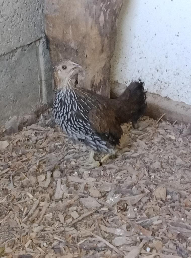 Poule Sonnerat, Animaux & Accessoires