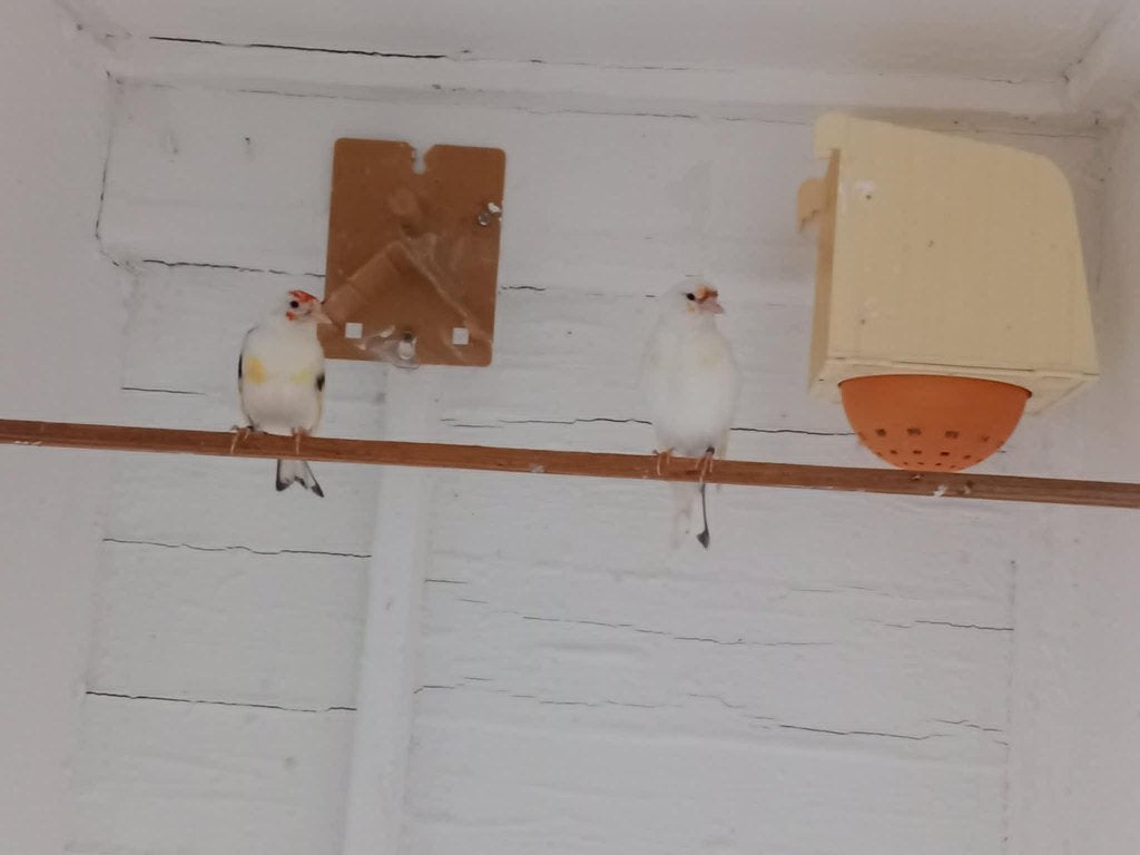 Putters, Meerdere dieren, Wildzangvogel, Geringd
