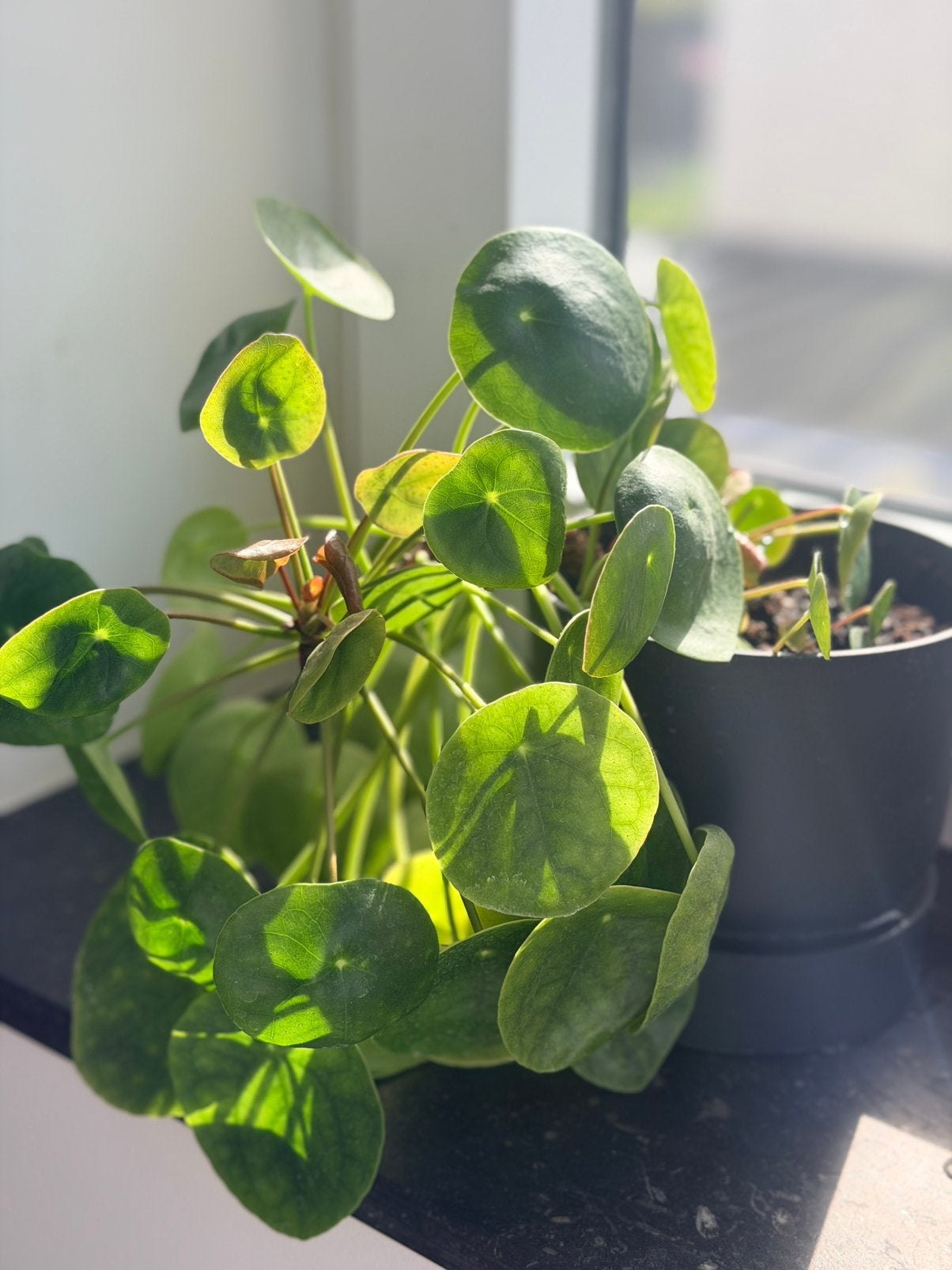 Mooie Pannenkoekenplant (Pilea) + Elho pot, Huis en Inrichting, Ophalen