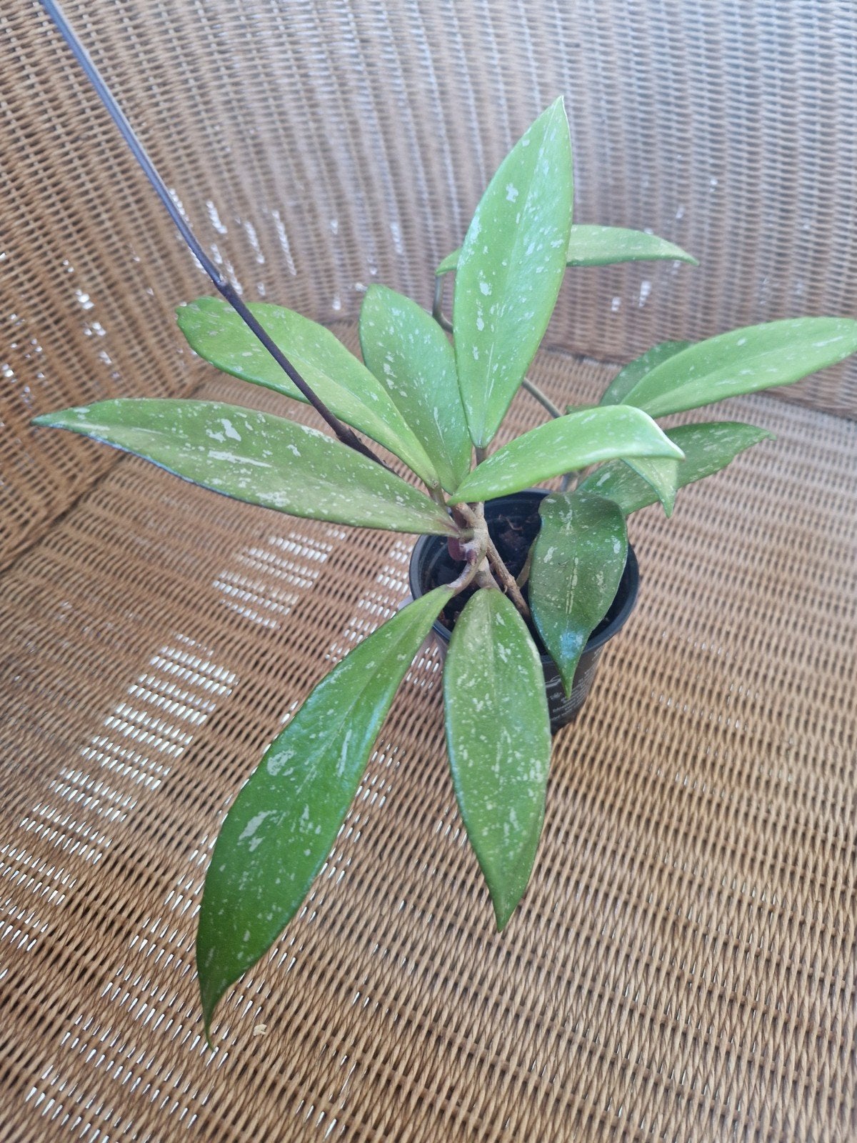 Hoya publicalix, Enlèvement ou Envoi