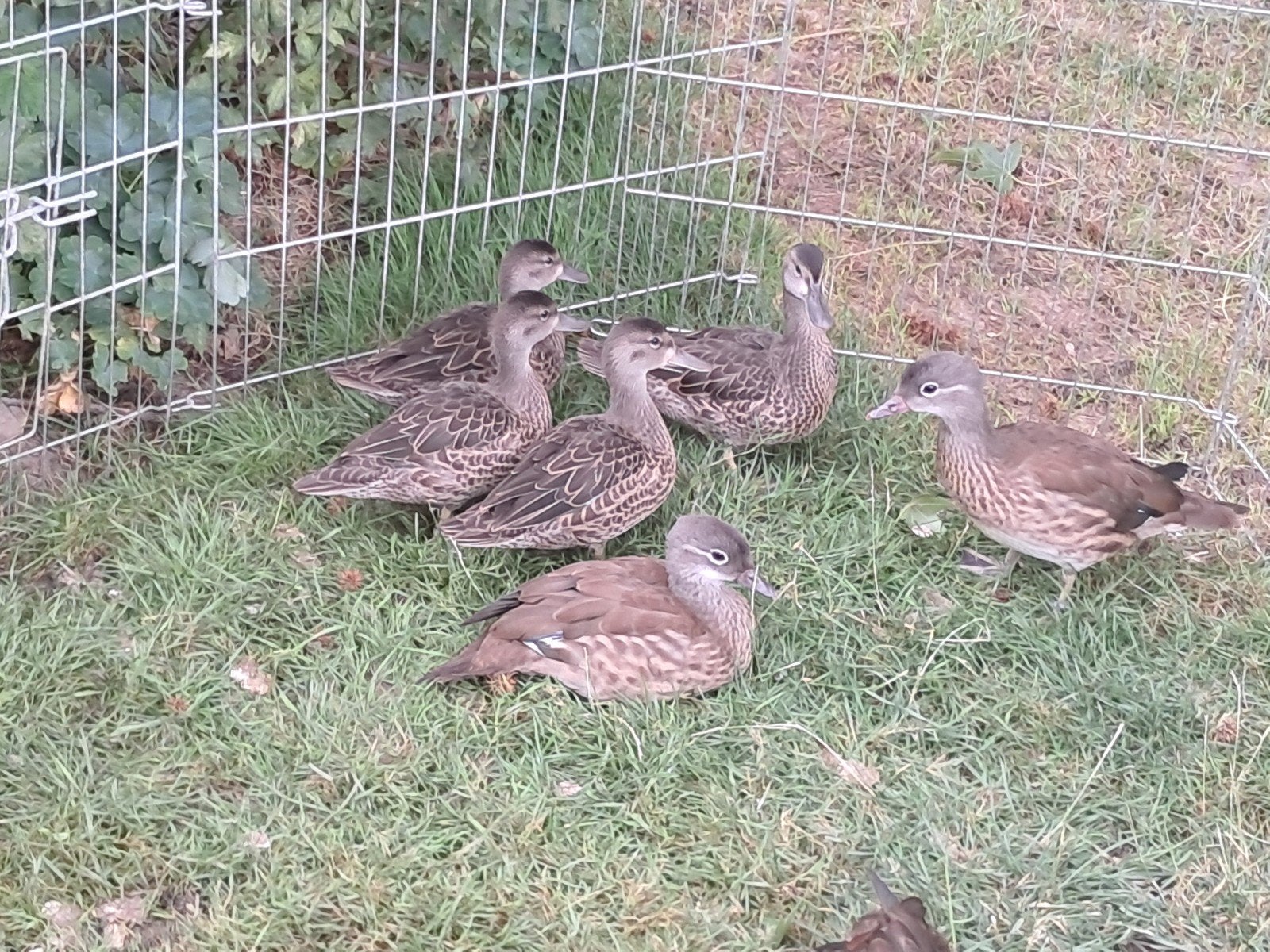 siereenden, Dieren en Toebehoren