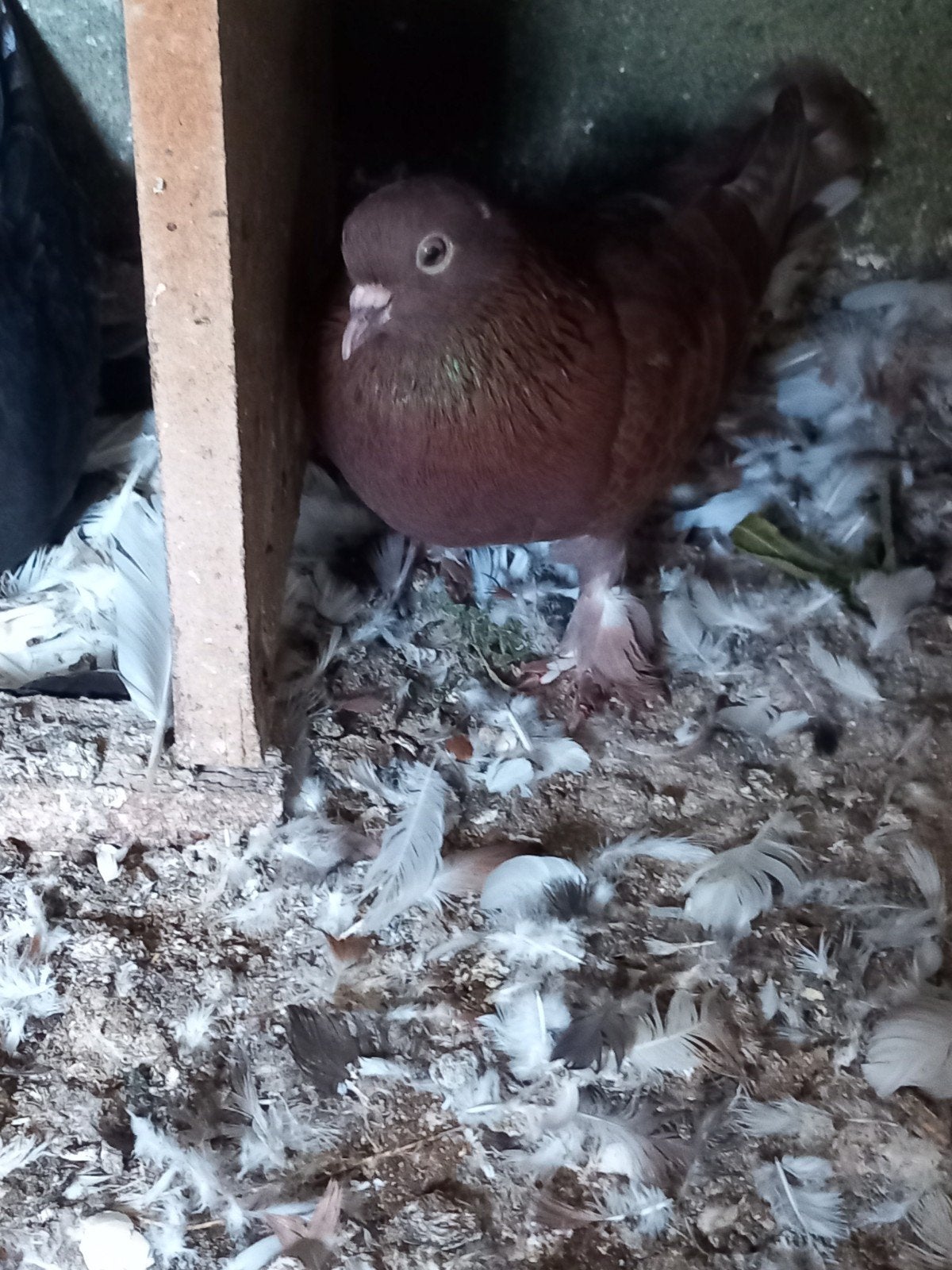 takla mooi duiven Koppel 40€, Animaux & Accessoires, Oiseaux | Oiseaux Autre