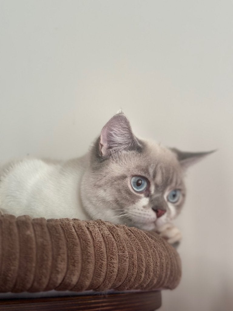Britse korthaar, Kater, Gechipt, 0 tot 2 jaar