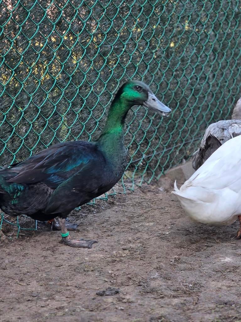 Broedeieren eend van vorst, Animaux & Accessoires, Volatiles, Canard