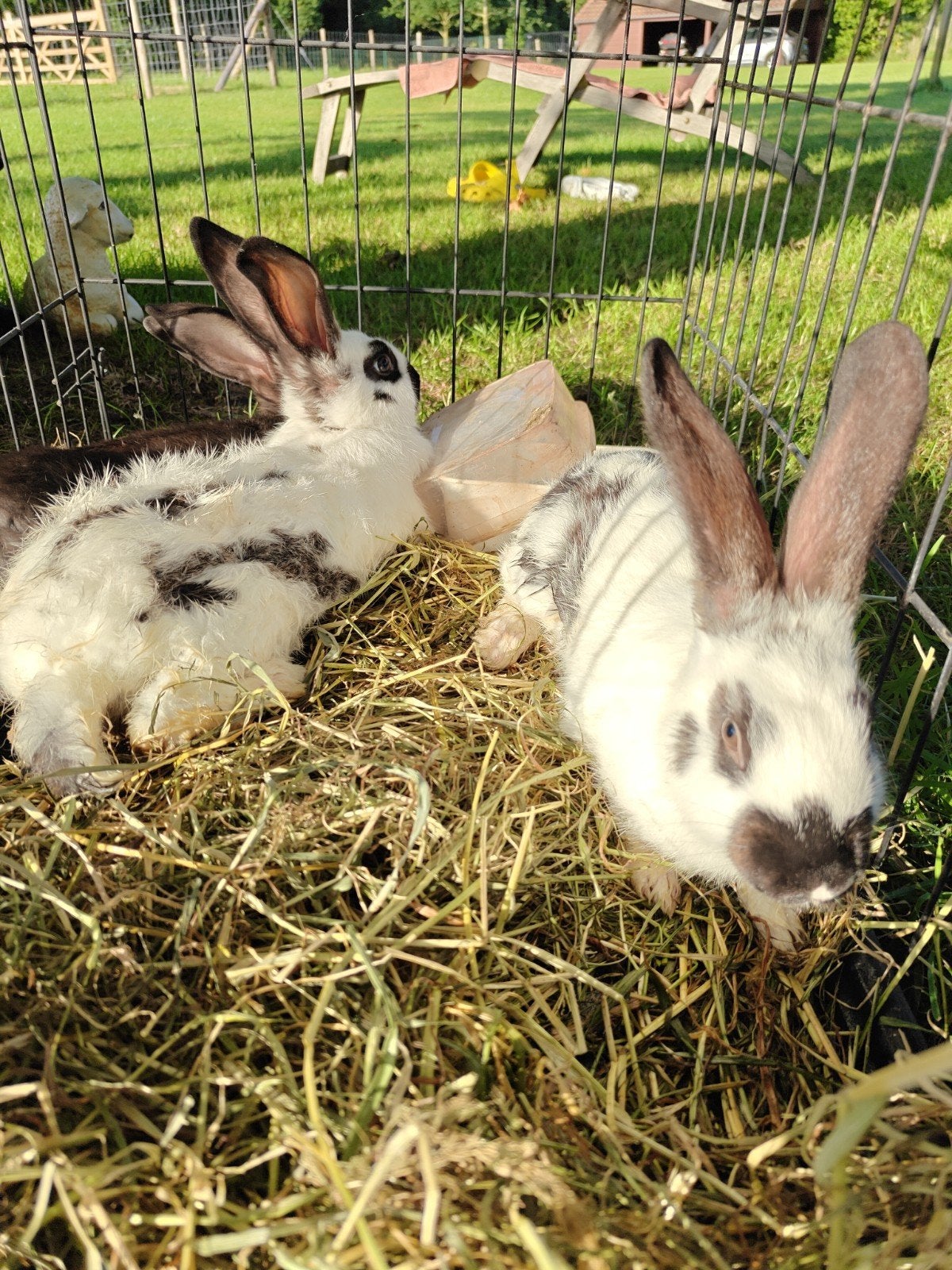 Konijnen te koop, Dieren en Toebehoren, Konijnen