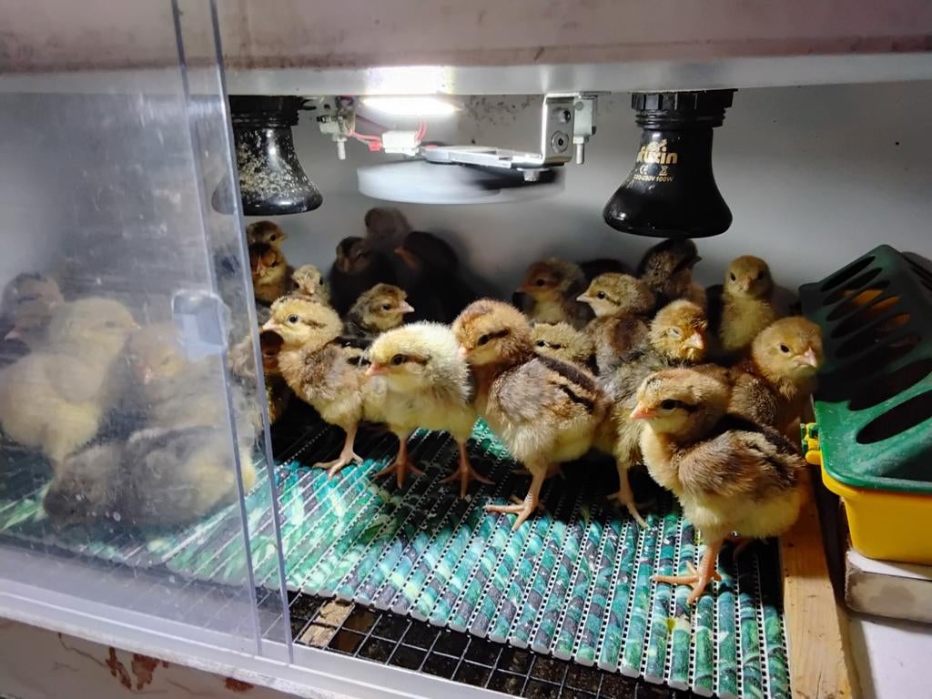 Kuikens cream legbar raszuiver, Dieren en Toebehoren, Pluimvee