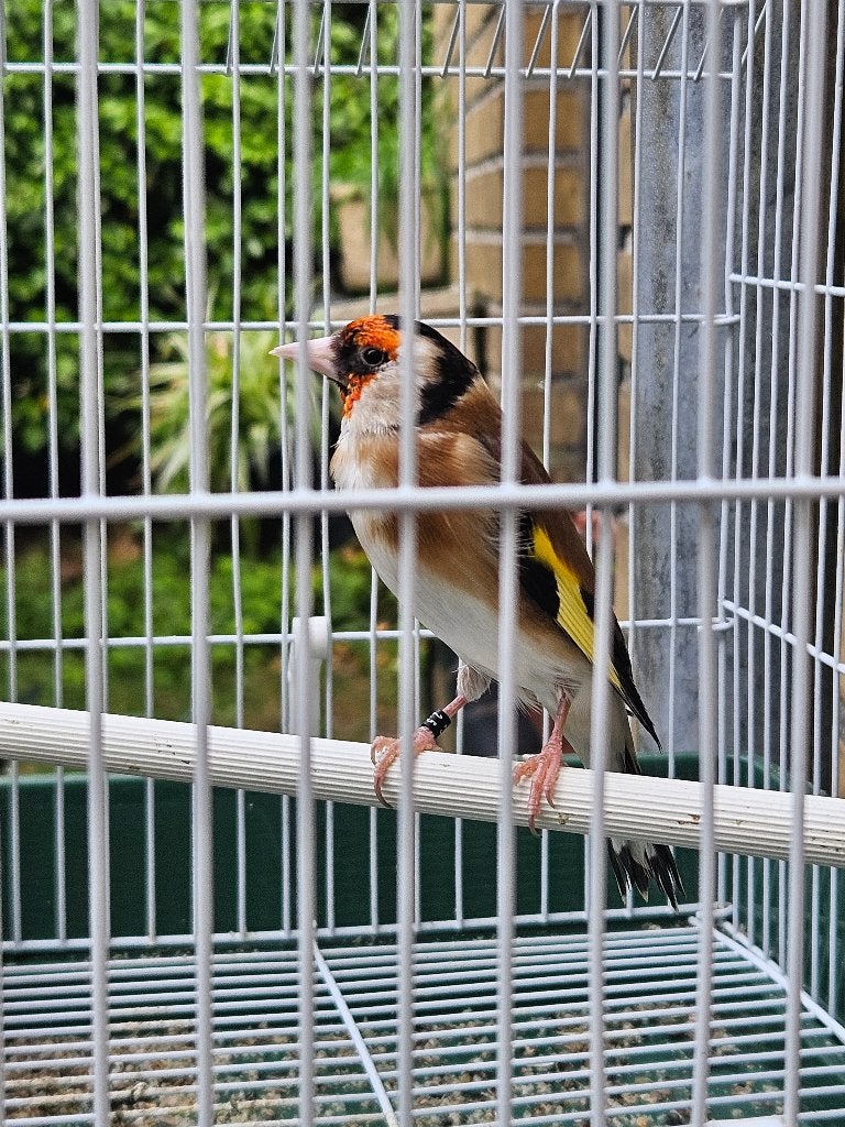 Chardonneret mâle, Animaux & Accessoires, Oiseaux | Oiseaux Autre, Mâle, Oiseau chanteur sauvage, Bagué