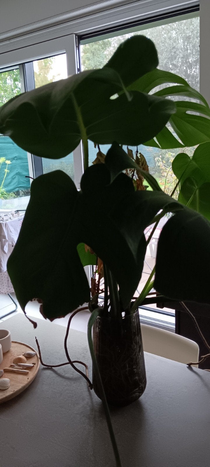 monstera, Ophalen
